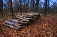 Starke Lösungen für die Forstwirtschaft