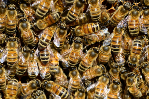 Die Bedeutung der Bienen